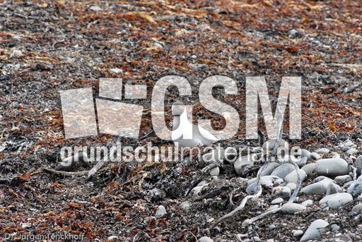 Lachmöve (2 von 3).jpg